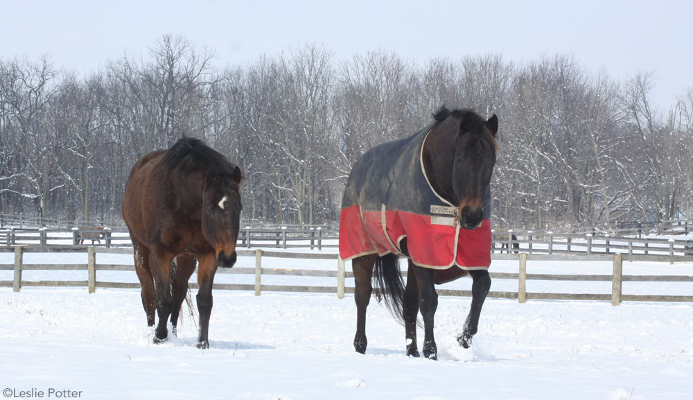 Horse in Blanket