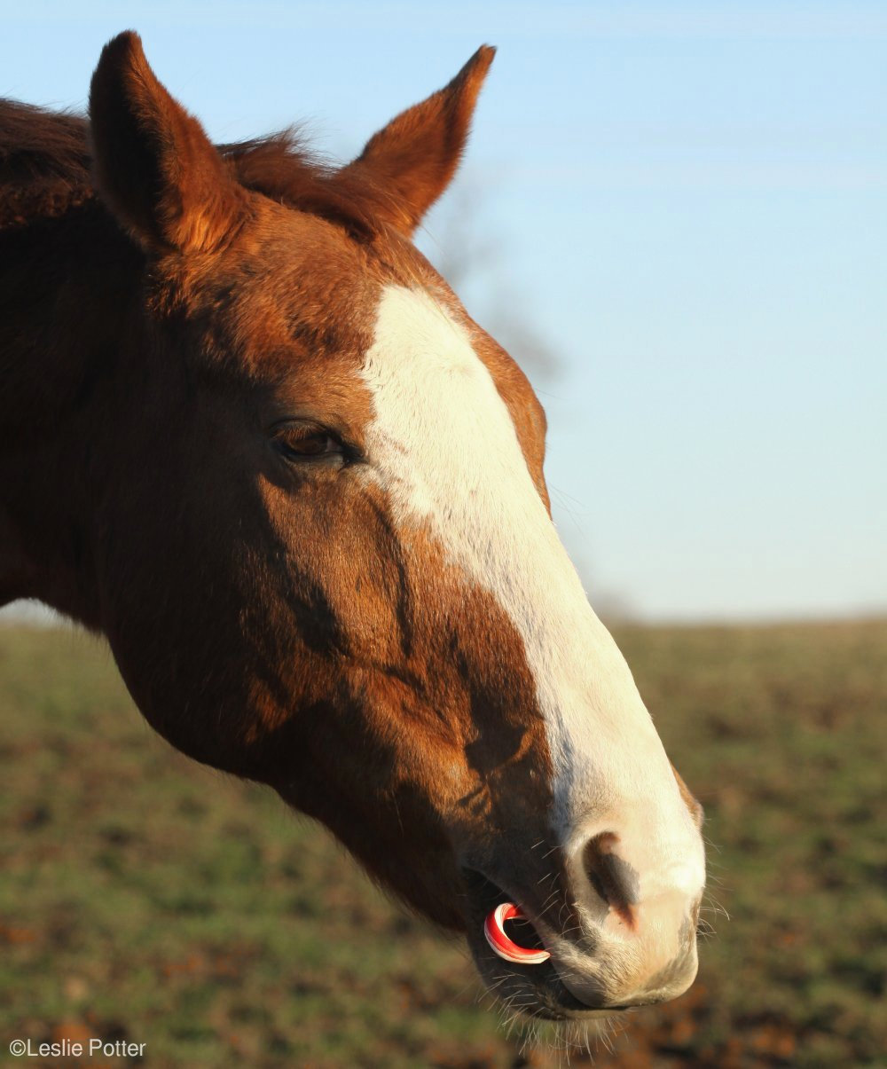 Horse eating candy as a sugar treat