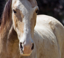 Horse Close-up