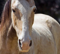 Tennessee Walking Horse