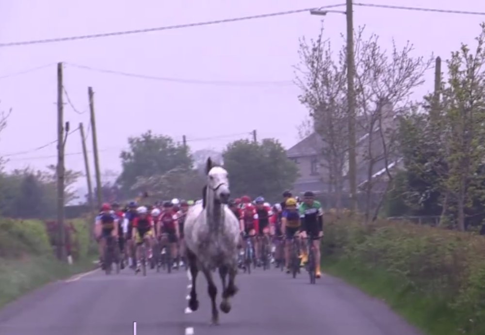 Horse Crashes Bike Race