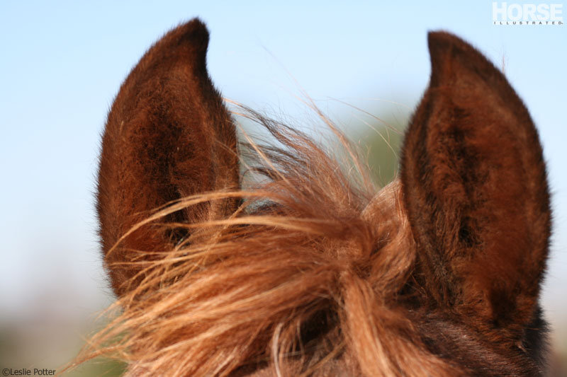 Horse Ears Horse Ears