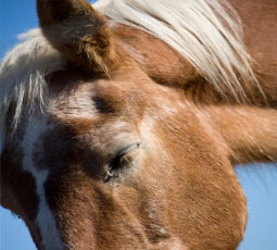 Horse closeup