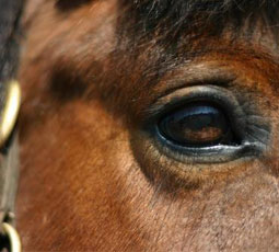 Horse Eye