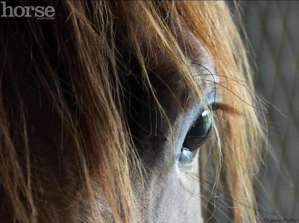 Horse Eye