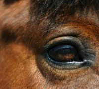 Help services for your horse during Hurricane Ike