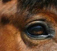 Horse eye