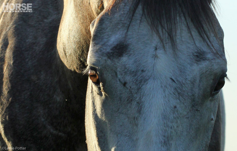 Horse Eyes