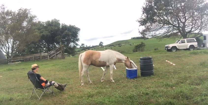 Horse Fetches Wine