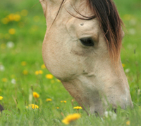 Grazing horse