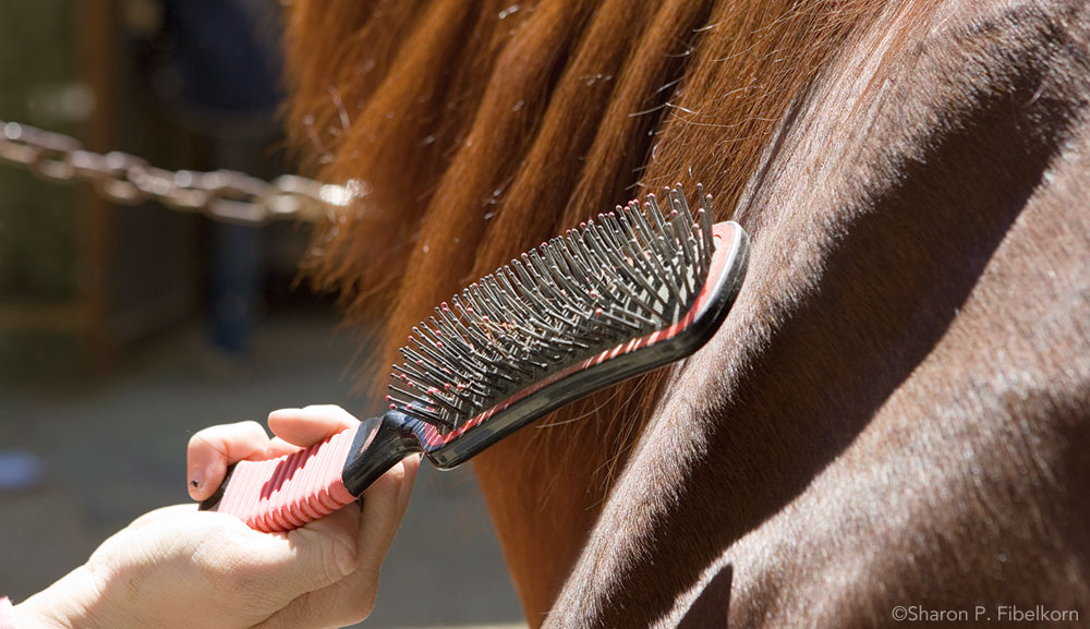 Horse Hair Brush