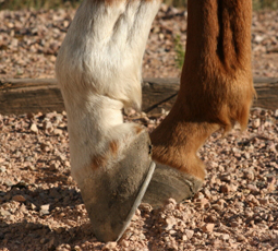 Horse Hooves