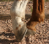 The 5th Int'l Equine Conference on Laminitis was held in West Palm Beach