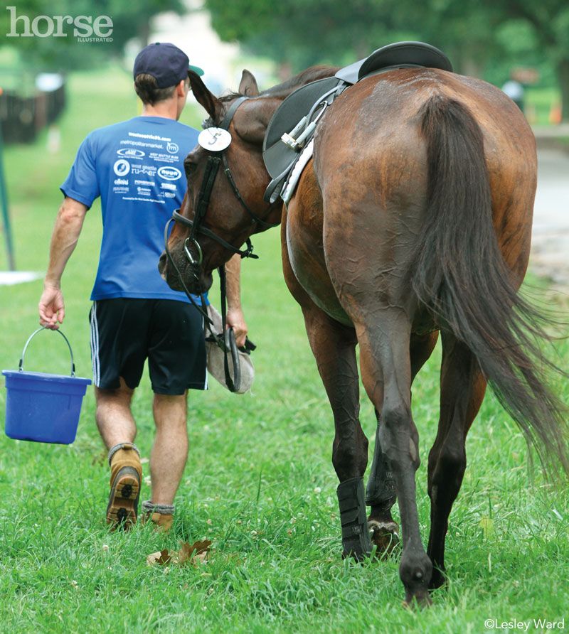 Horse Husband