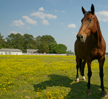 Horses in buttercups