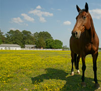 Horse in a field of buttercups