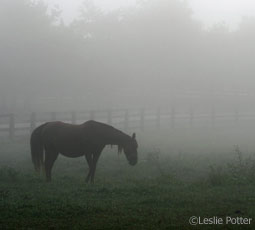 Horses in fog