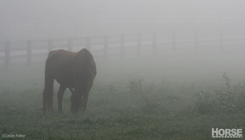 Horse in fog
