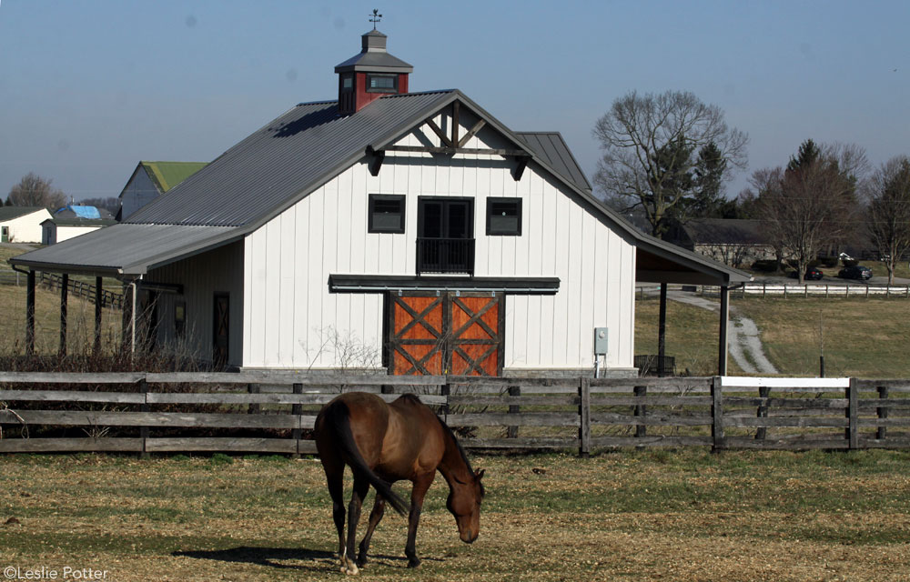 Horse in Front of Barn