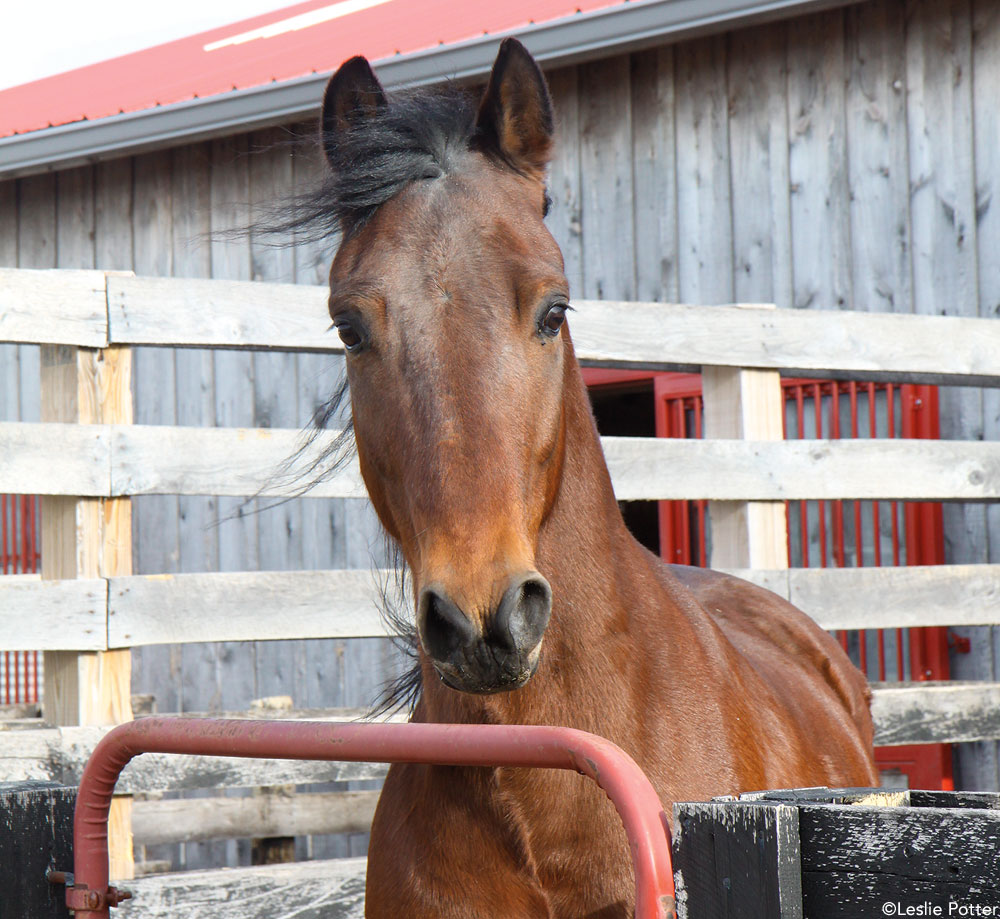 Horse in Run