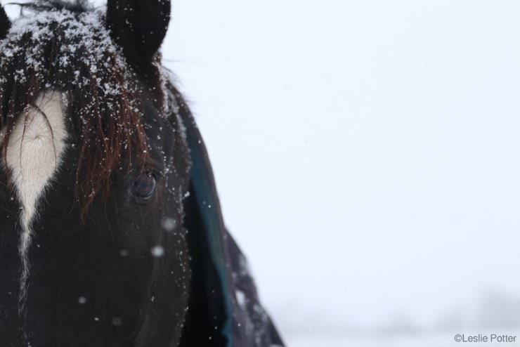 Horse in the snow