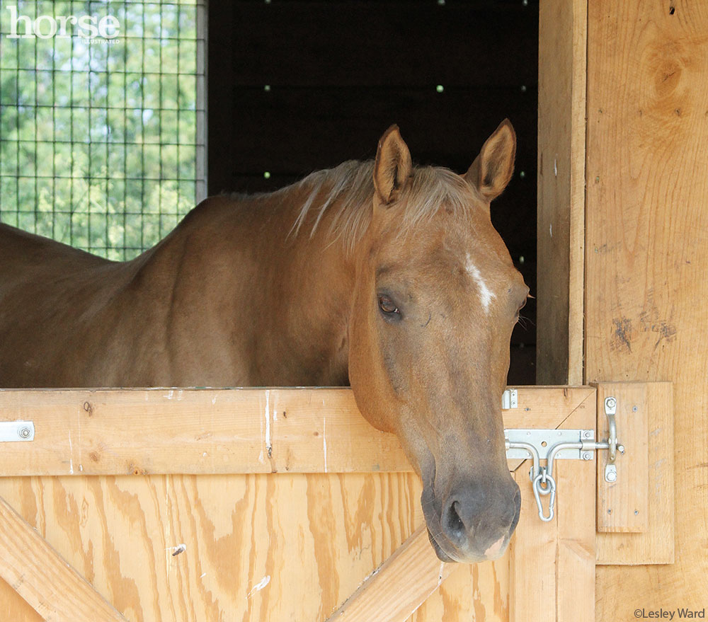 Horse in Stall