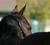 A French study found rider position can cause balance and spinal issues in horses