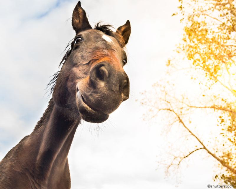 Horse looking down