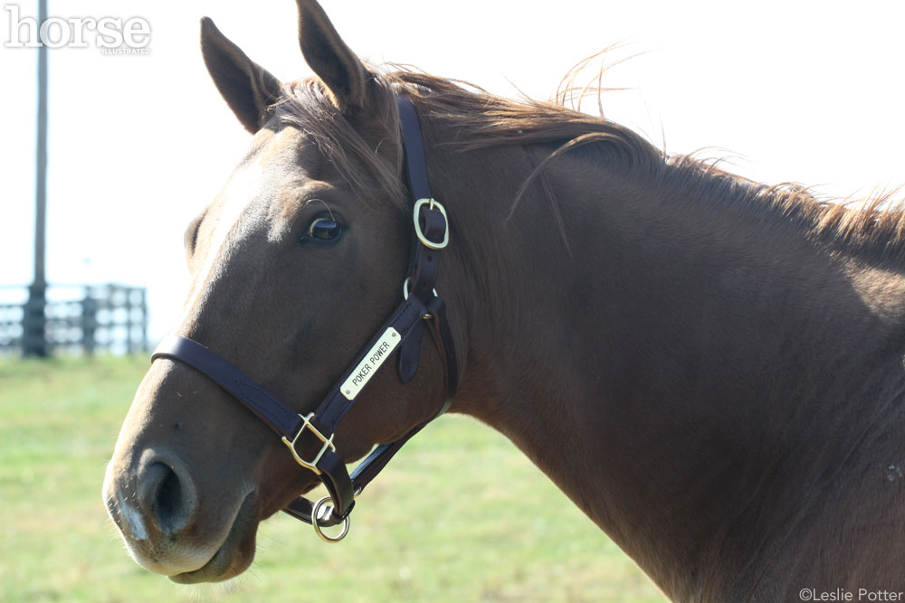 Horse Names