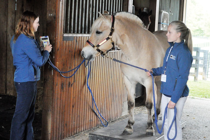 Fat Pancake at a show