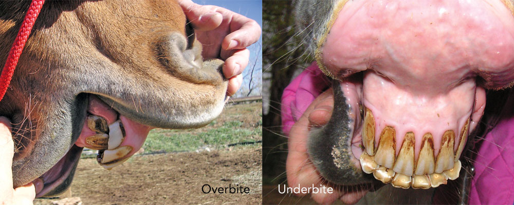 Overbite and Underbite in Horses
