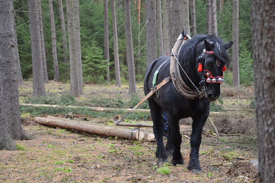 Horse Pulling a Log