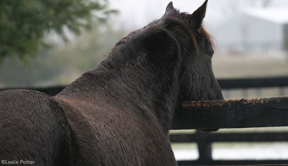 Horse in Rain