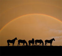 Horses under a rainbow