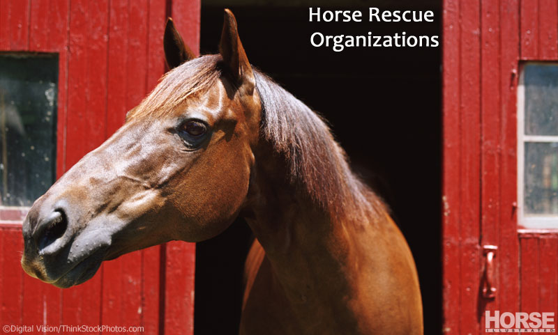 Horse Rescue Organizations