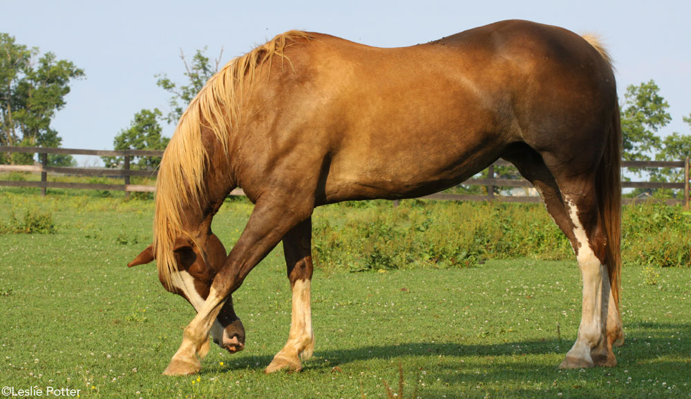 Horse Rubbing Eye