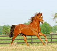 Galloping horse