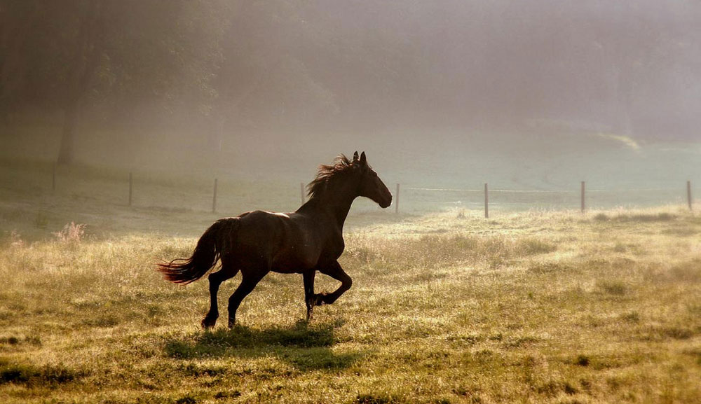 Horse Running Away