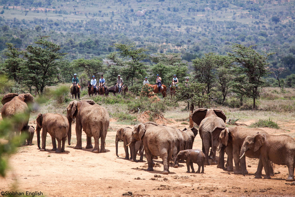 Elephants and horseback riders