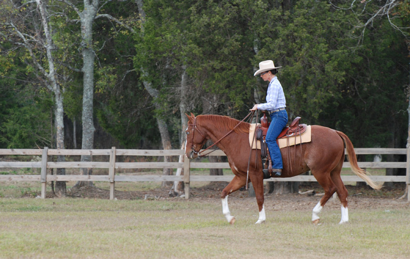 Test Riding a Horse