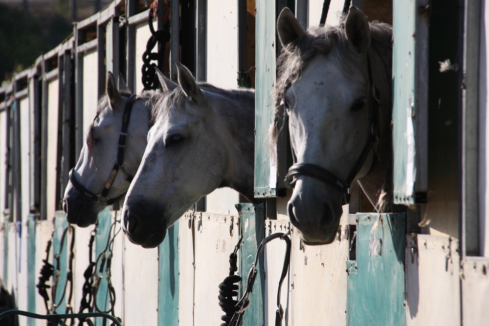 Horse Show Stable