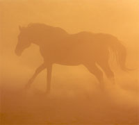 Horse silhouette