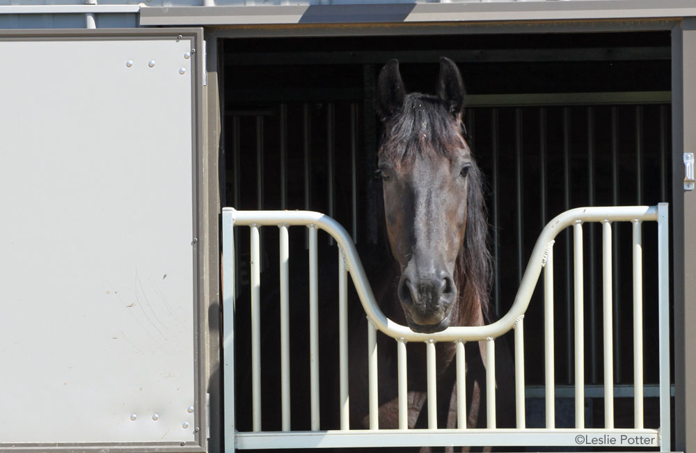 Horse in Stall