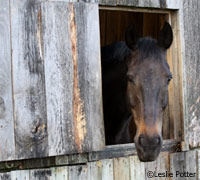 Horse in stall