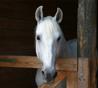 Horse stall