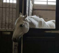 Horse in stall