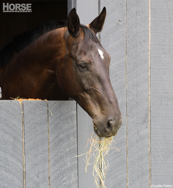 Horse in Barn