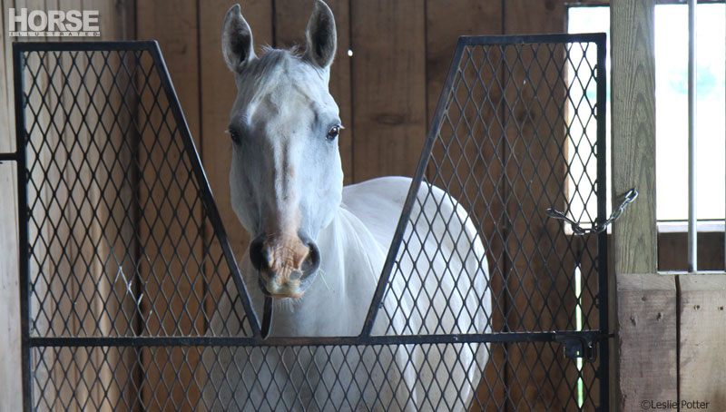 Horse in stall Horse in stall