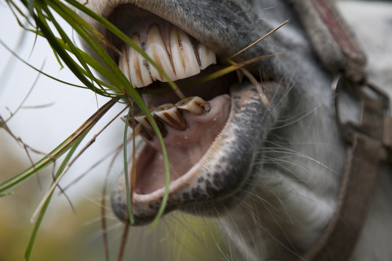 Horse Eating Grass