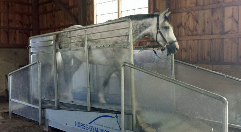 Equine Treadmill